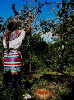 Fotografías con causa - Joel Martínez - Fotógrafo Indígena Chiapaneco